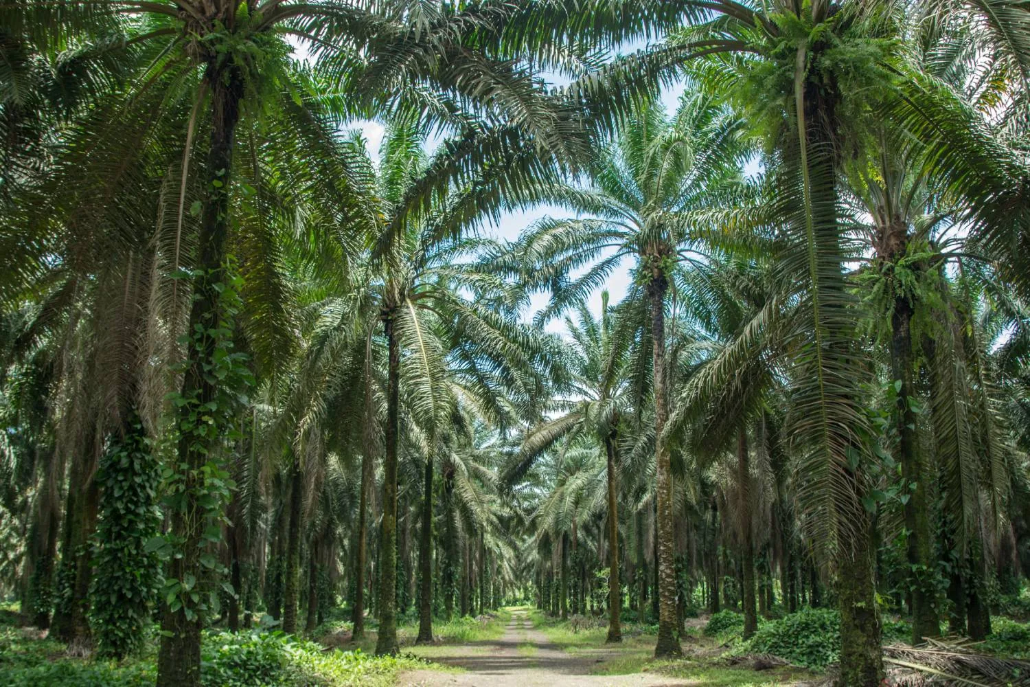 Cultivating Excellence: Palm Oil Producer Reaps Big Gains in Yield and Quality